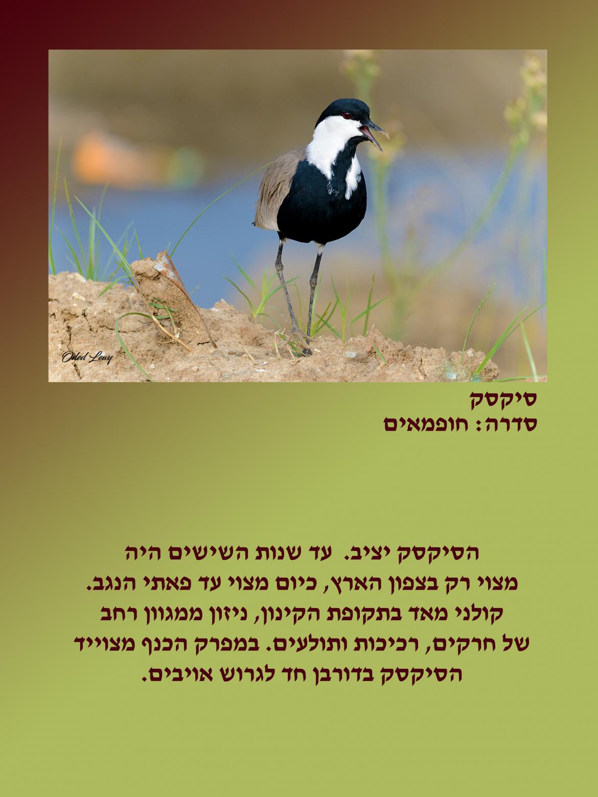 הציפור: סיקסק מסדרה חופמאים