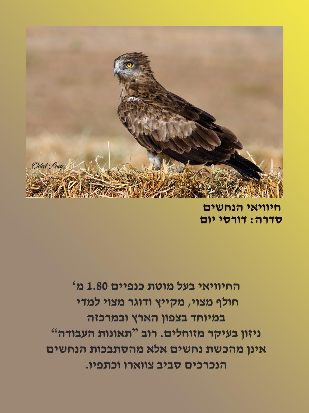 הציפור: חיוואי הנחשים. סידרה דורסי יום