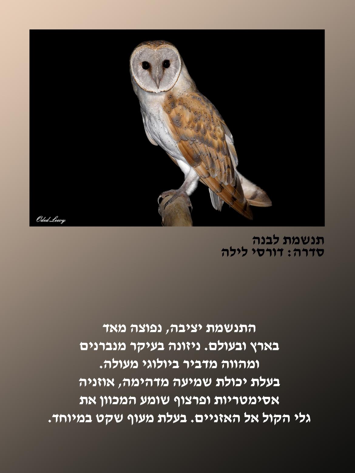 הציפור: תנשמת לבנה. סדרה דורסי לילה.