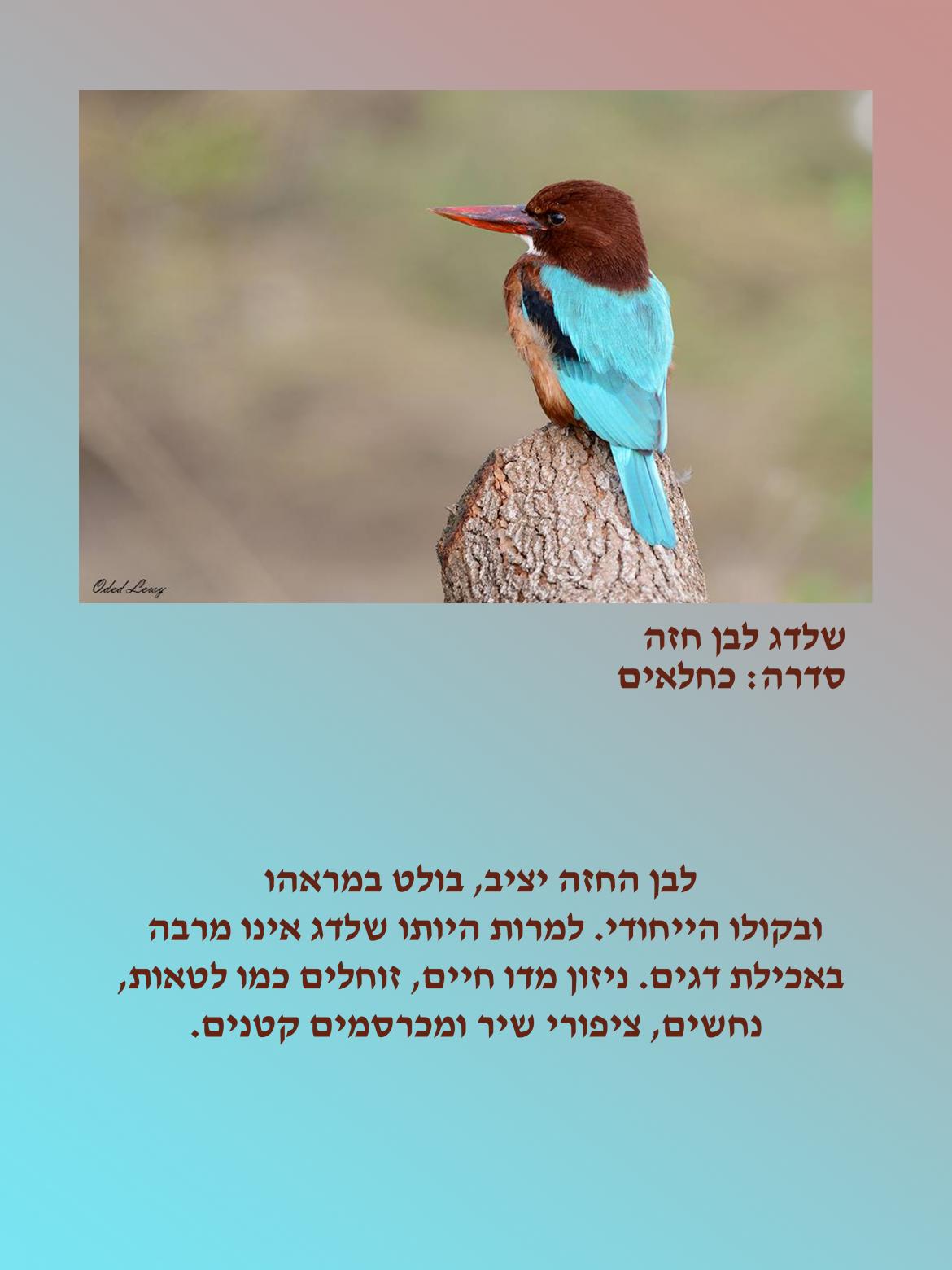הציפור:שלדג לבן חזה. סדרה כחלאים
