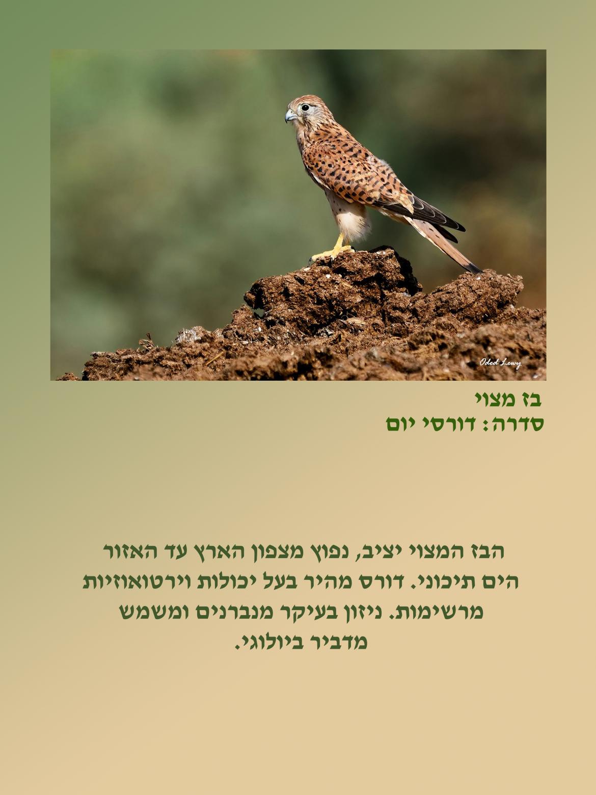 הציפור: בז מצוי. סדרה דורסי יום.