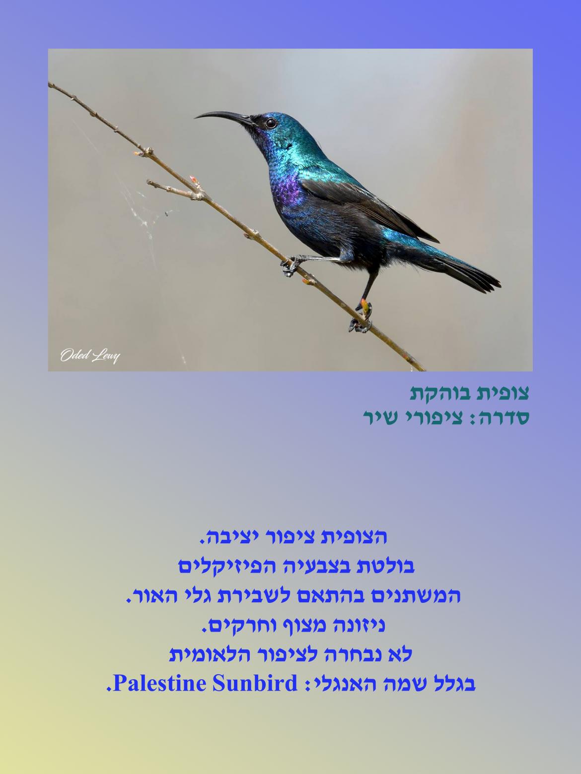 הציפור: צופית בוהקת. סדרה ציפורי שיר.