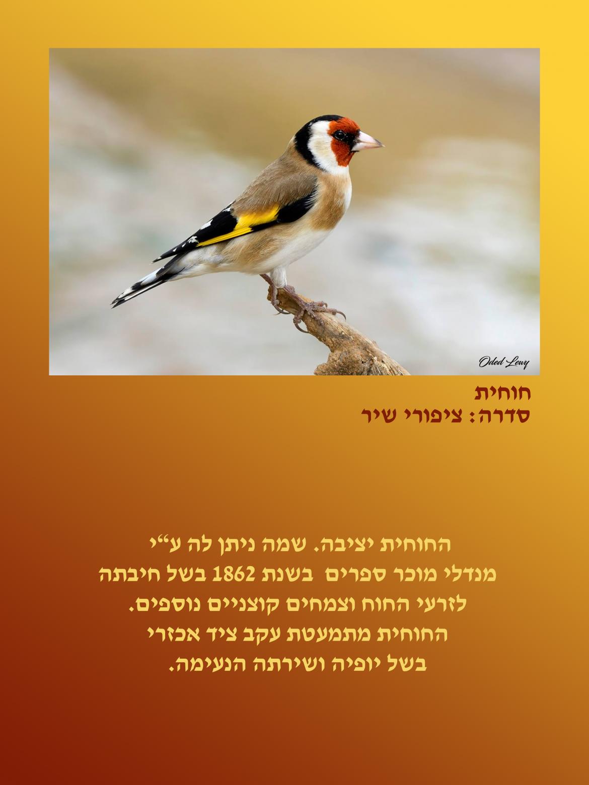 הציפור: חוחית. סדרה ציפורי שיר הציפור: חוחית. סדרה ציפורי שיר