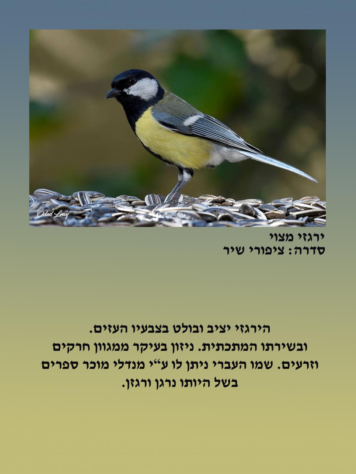 הציפור: ירגזי מצוי. סדרה ציפורי שיר 