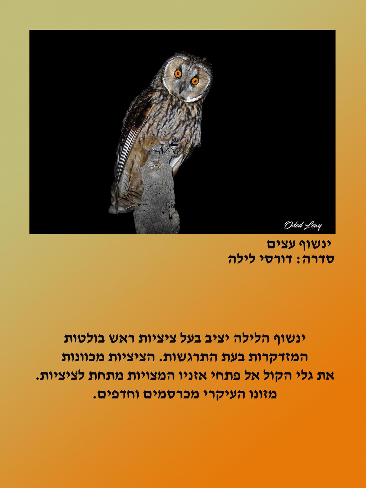 הציפור: ינשוף עצים. סדרה: דורסי לילה 