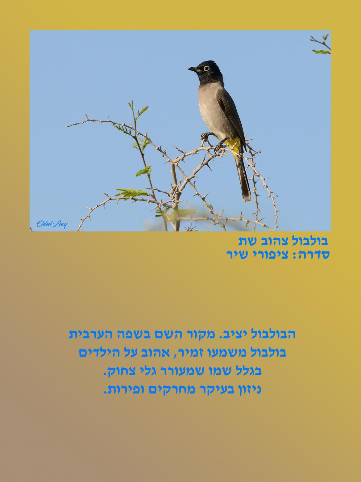 הציפור: בולבול צהוב שת. סדרה ציפורי שיר